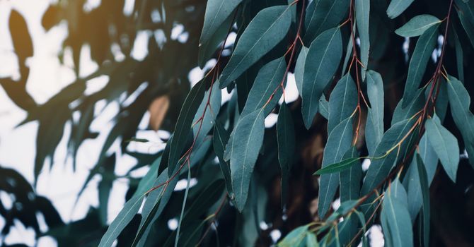 Foot health professional